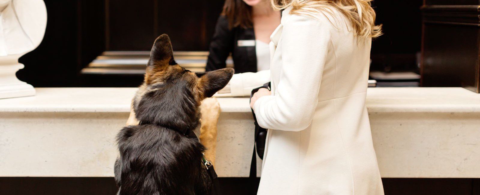 German Shepard dog at the check in desk along side his woman owner.