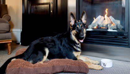 German Shepard dog laying on one of our dog bed in front of the guestroom gas fireplace with our signature dog bowl