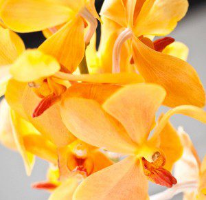 fresh yellow flowers that are in each guest bathroom.
